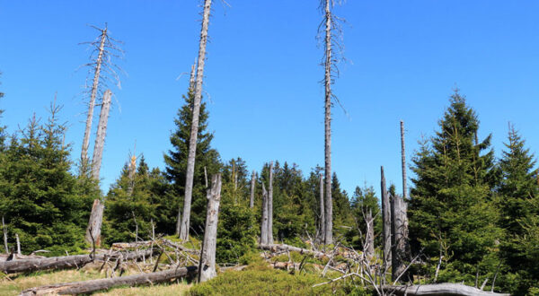 Der Bereich der Kernfläche 2 in der Waldforschungsfläche Bruchberg, reich an liegendem und stehendem Totholz. Die Entwicklung der Waldbestände am Bruchberg wurde in den vergangenen Jahrzehnten durch Störungen wie Stürme und Borkenkäferbefall geprägt. (Foto: U. Springemann