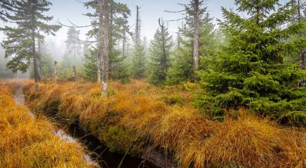 Nationalpark Harz Kalender 2023, Herbststimmung, Foto: Dr. Marion Müller
