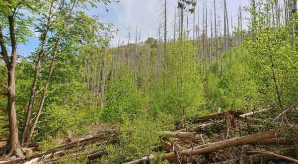 Neuer Nationalparkwald - die Rückkehr der Laubwälder unter toten Altfichten. Aufnahme Danilo Hartung. 