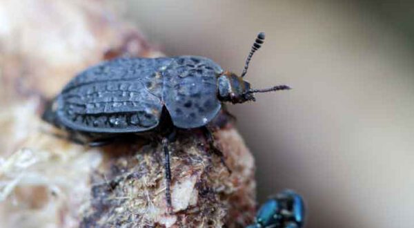 Der Runzelige Aaskäfer (Thanatophilus rugosus) ist regelmäßig auf Tierkadavern anzutreffen. Foto: Andreas Marten
