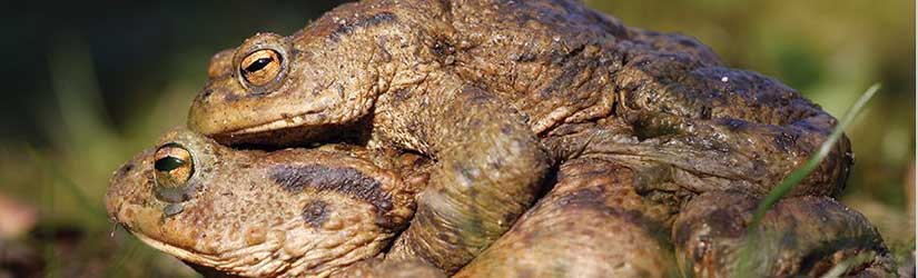 Foto Regine Schadach: Erdkröten auf gefährlicher Wanderschaft von und zu den Laichplätzen.
