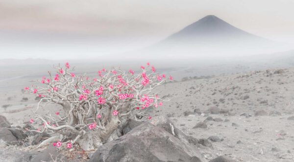 „Wüstenblüte“ von Marco Gaiotti, Italien, Sieger in der Kategorie The Beauty of PlantsFoto: Marco Gaiotti. Copyright für dieses Foto bei projekt natur & fotografie, Mara K. Fuhrmann und dem Fotografen.
