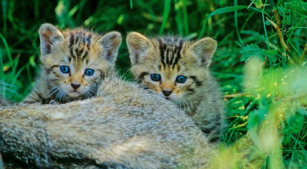 Junge Wildkatzen, Foto: Thomas Stephan BUND