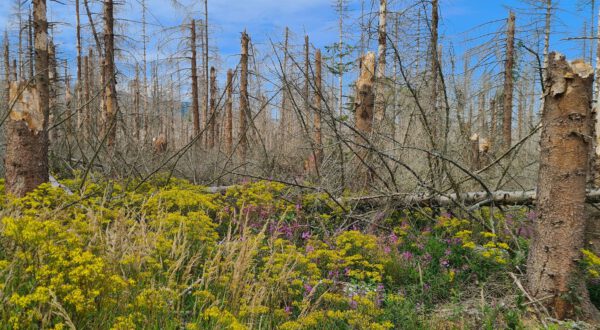 Durch den höheren Lichteinfall profitieren zahlreiche farbenfrohen Blütenpflanzen wie Weidenröschen und Fuchs-Greiskraut. Es entsteht ein Paradies für viele Insekten. Foto: U. Springemann;