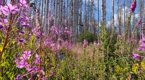 Blütenpracht auf Totholzflächen. Foto: R. Pietsch;