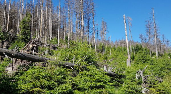 Sukzessionsfläche mit Fichte in den höheren Lagen des Nationalparks. Die Fichte ist vor längerer Zeit durch den Befall von Borkenkäfer abgestorben. Das stehende und liegende Totholz wurde auf der Fläche belassen und bietet vielen Arten einen Lebensraum. Foto: U. Springemann;