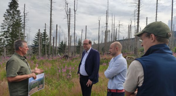 Natur Natur sein lassen - zwischen den abgestorbenen Fichten der ehemaligen Wirtschaftswälder wächst im Nationalpark Harz ein junger wilder Wald heran. Anhand von Zeitreihenbildern zeigt Nationalparkleiter Dr. Roland Pietsch (l.) dem niedersächsischen Umweltminister Christian Meyer (Mitte), Christoph Willeke, SPD-Landtagsabgeordneter aus Bad Harzburg (rechts), und weiteren lokalen Akteuren, wie schnell und vielfältig sich die Natur hier entfaltet. (Foto: Martin Baumgartner, Nationalpark Harz)